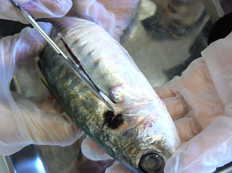 魚の体と内臓 解剖実習