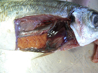 魚の体と内臓 解剖実習